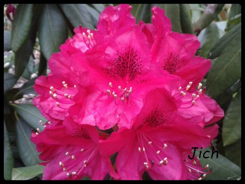 2014_rhododendron_