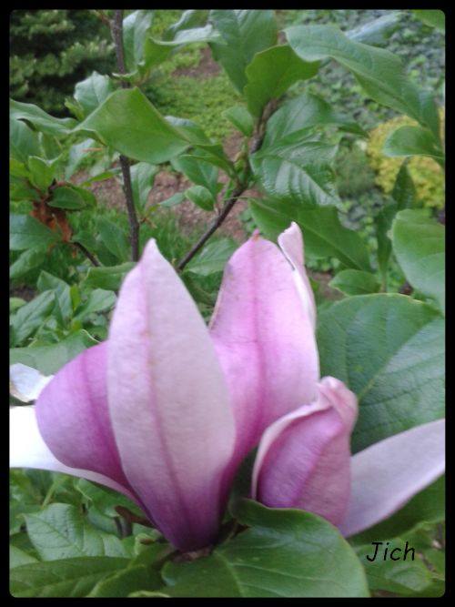 2016_magnolie