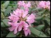 2014_rhododendron